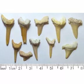 Зубы древних акул