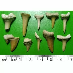 Зубы ископаемых акул 13-23 мм.