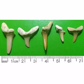 Зубы ископаемых акул 17-30 мм