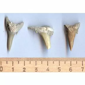 Зубы ископаемых акул