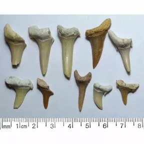 Зубы ископаемых акул 14-23 мм.
