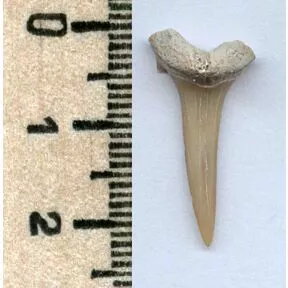 Зуб ископаемой акулы