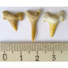 Зубы ископаемых акул. 